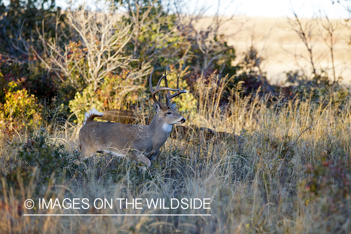 White-tailed buck in habitat.