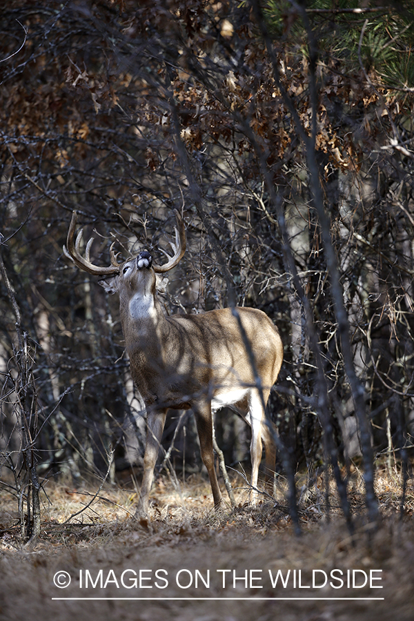 White-tailed buck scent marking during the rut.