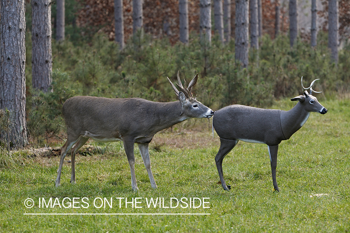 White-tailed buck approaching decoy. 