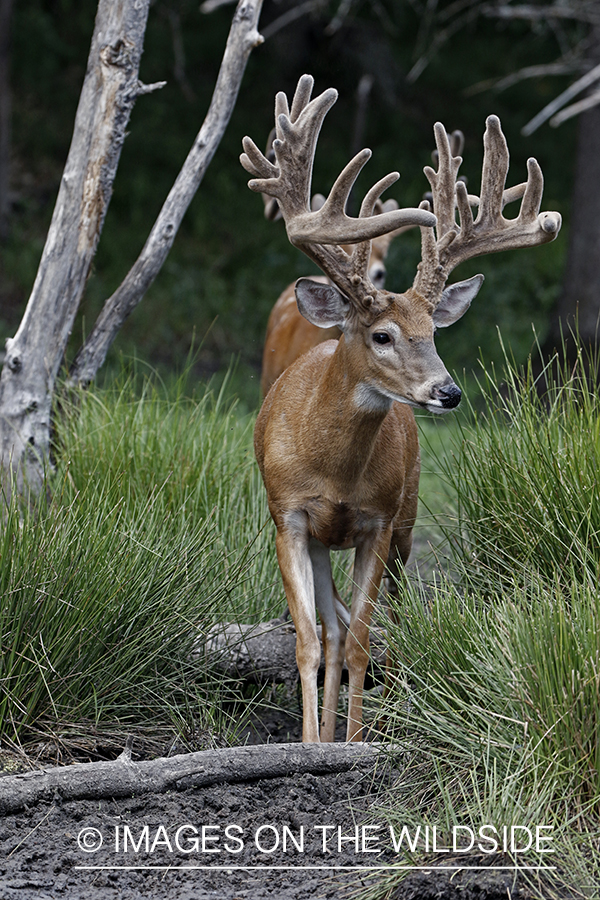 White-tailed Buck in Velvet.