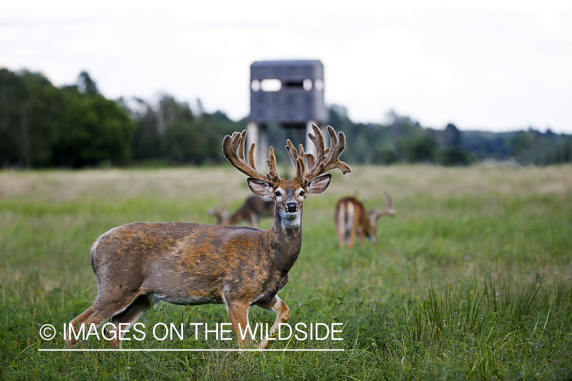 White-tailed bucks in Velvet by hunting stand.