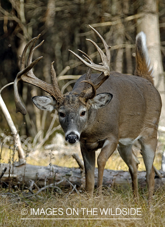 White-tailed buck in woods.