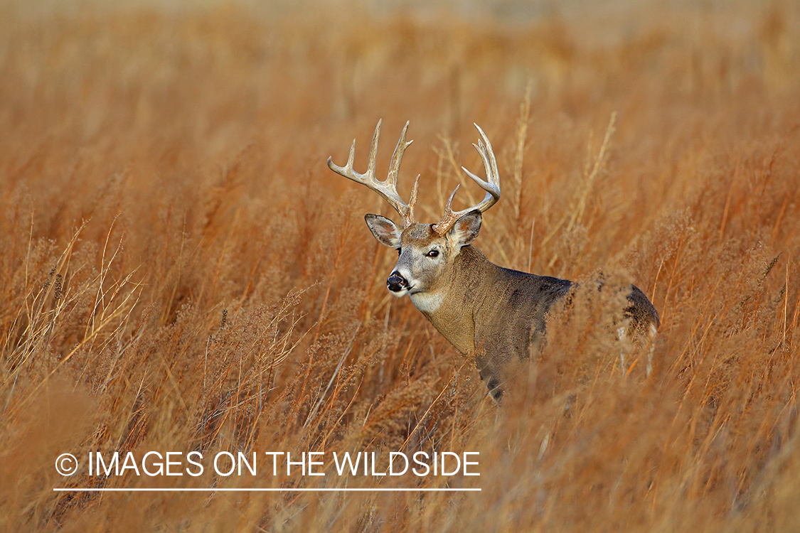 White-tailed buck in fall field.