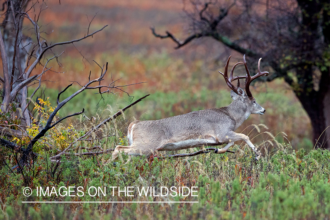 White-tailed buck running in habitat.