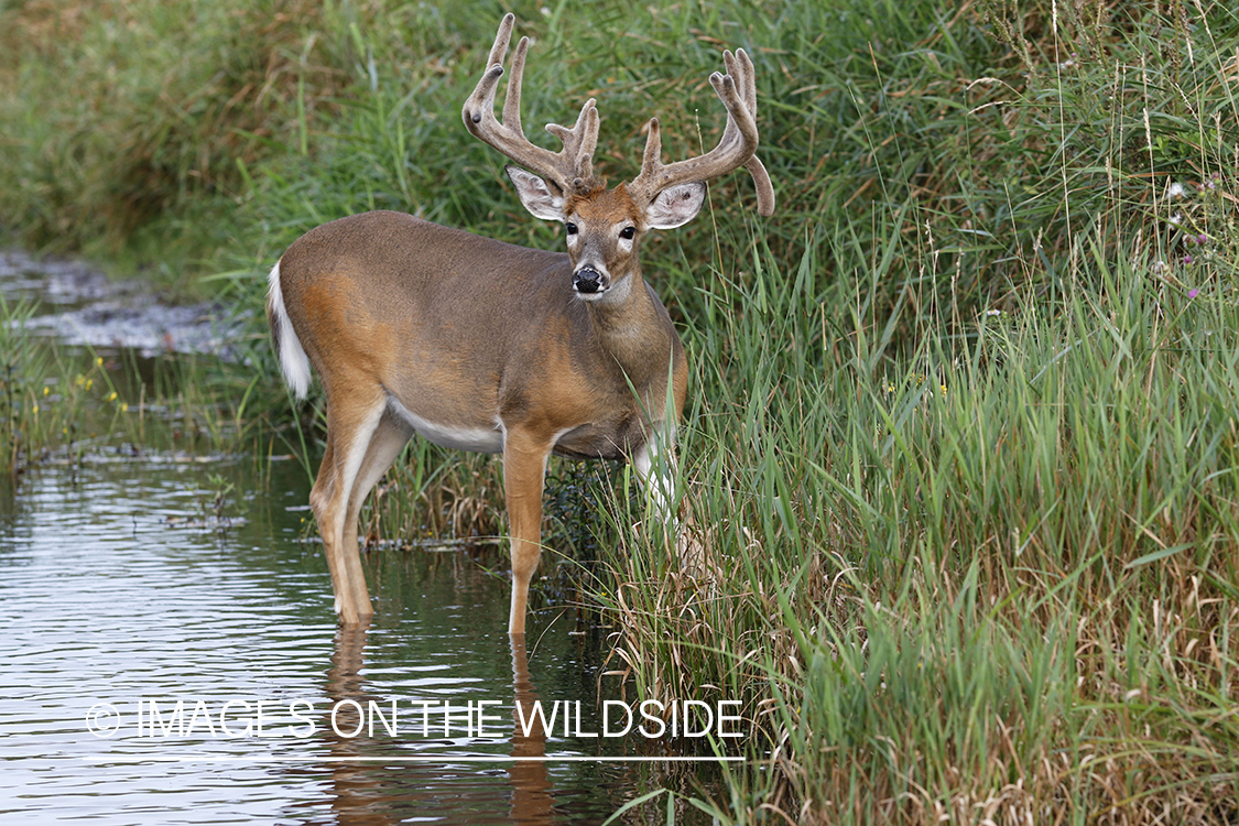 White-tailed buck in velvet next to water.