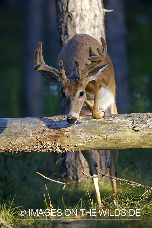 White-tailed buck in velvet in field.