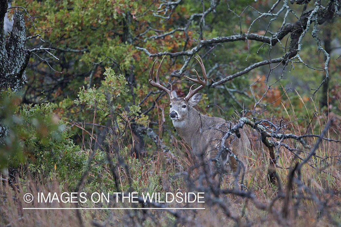 White-tailed buck in field.