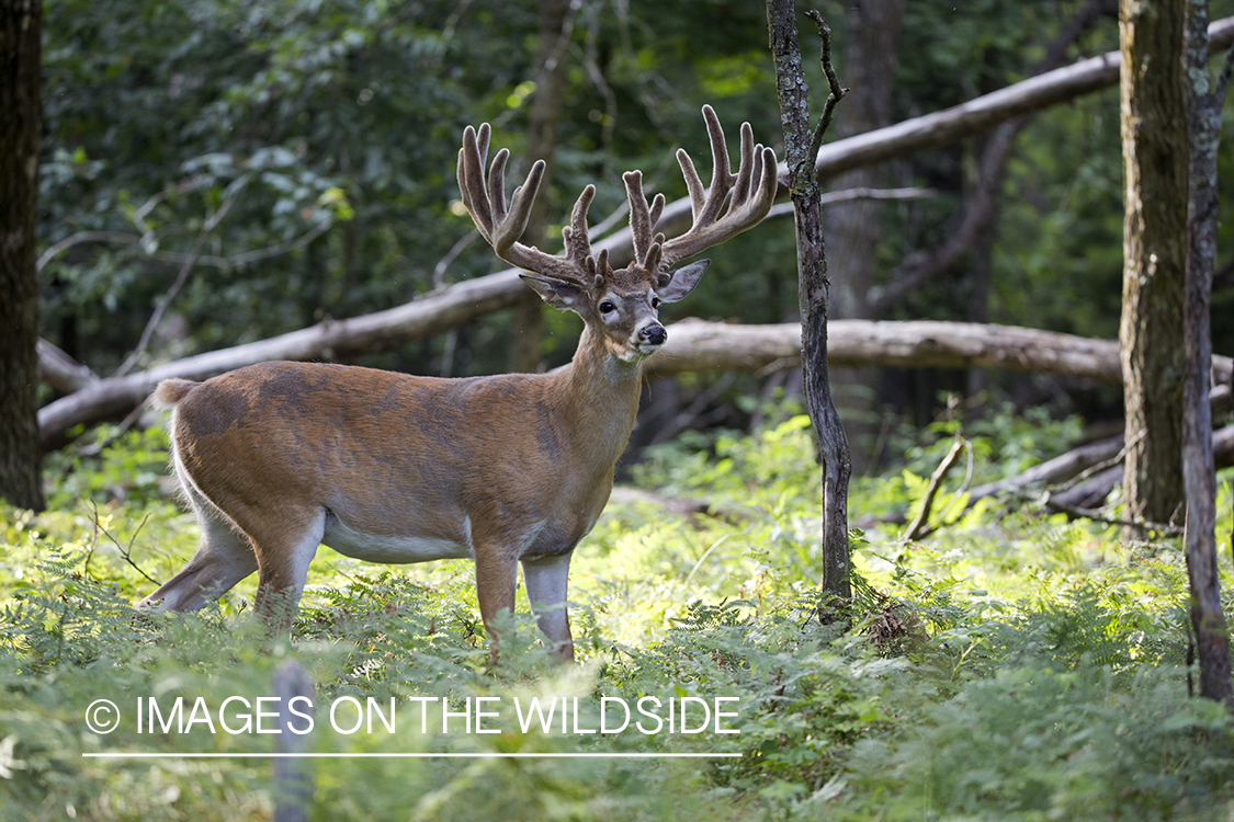 White-tailed buck in field.