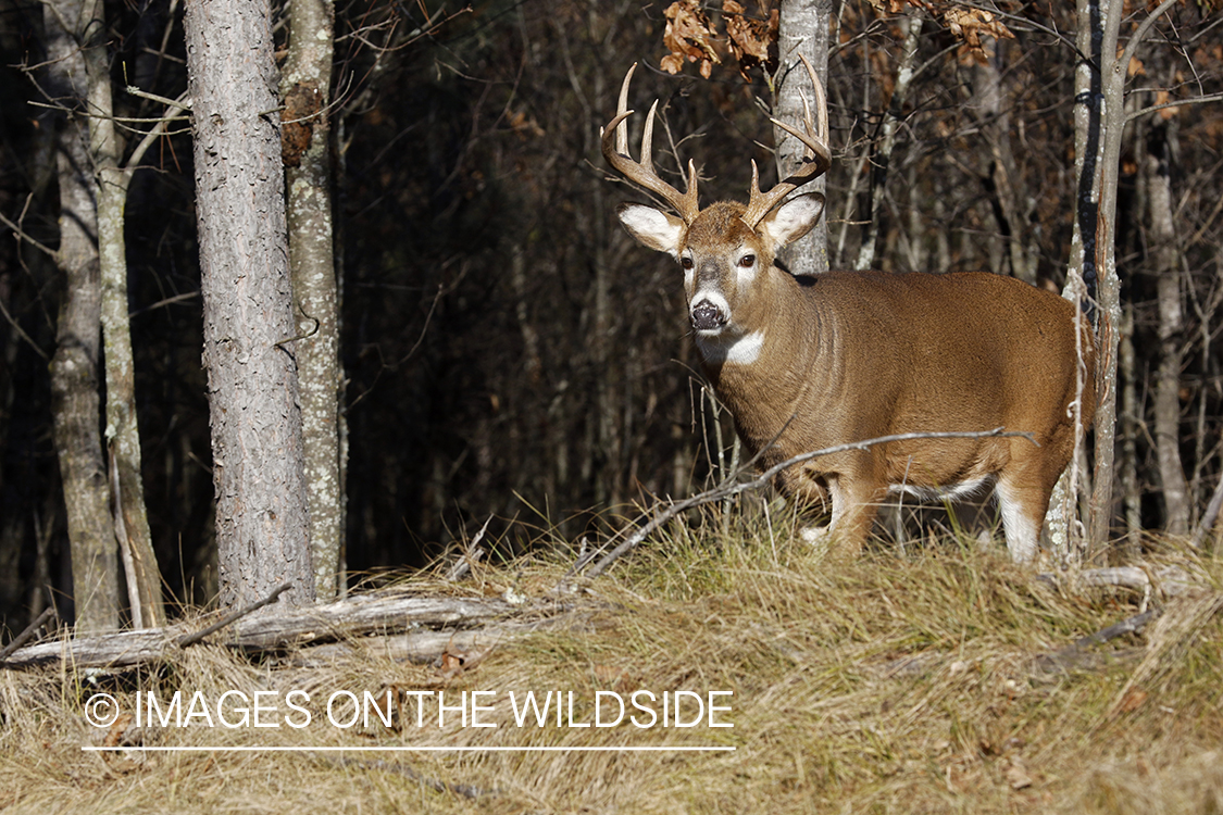 White-tailed buck in field.