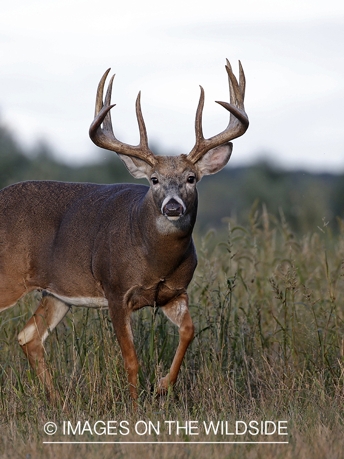 White-tailed buck in the rut.