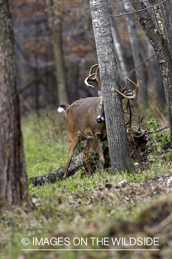 White-tailed buck rubbing on tree.