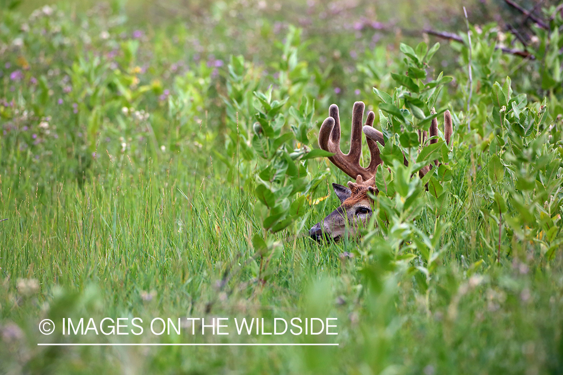 White-tailed buck in Velvet.