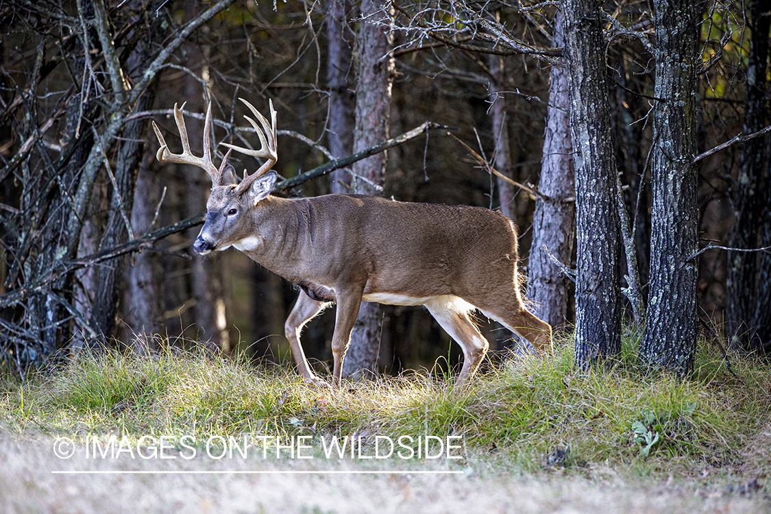 White-tailed buck in field.