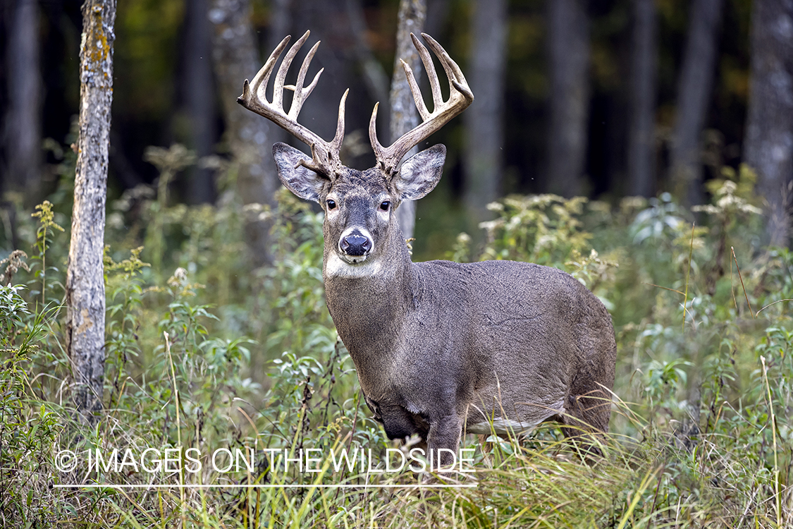 White-tailed buck in field.