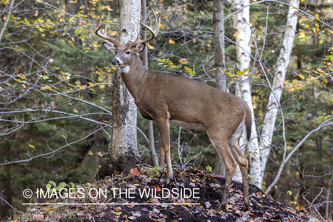 White-tailed buck in habitat.