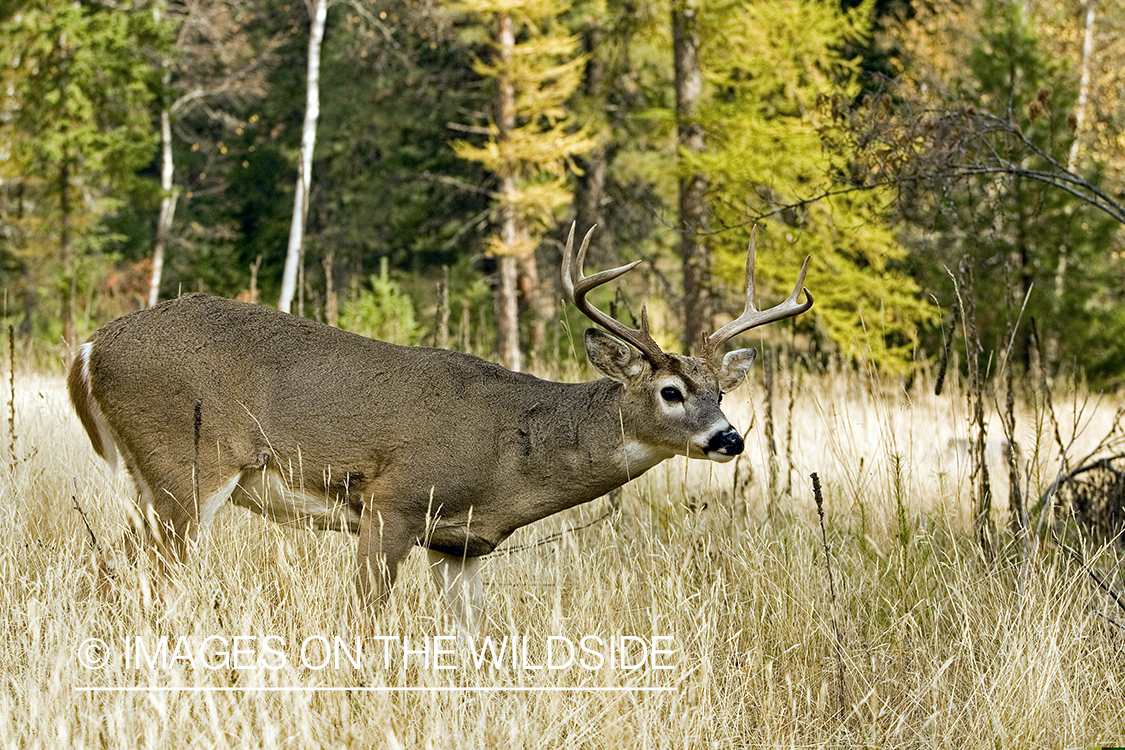 White-tailed deer in habitat