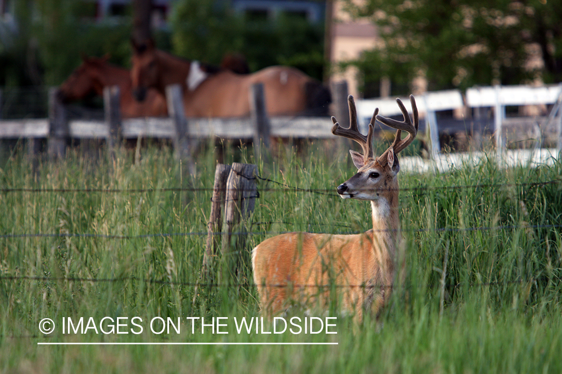 White-tailed deer in the velvet