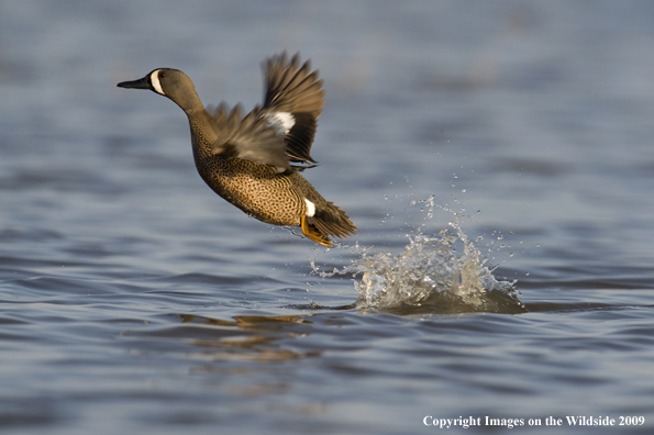 Blue-Winged Teal hen taking flight