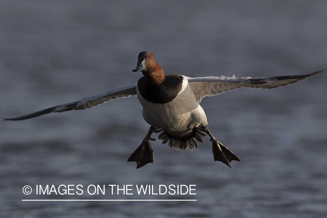 Canvasback in flight.