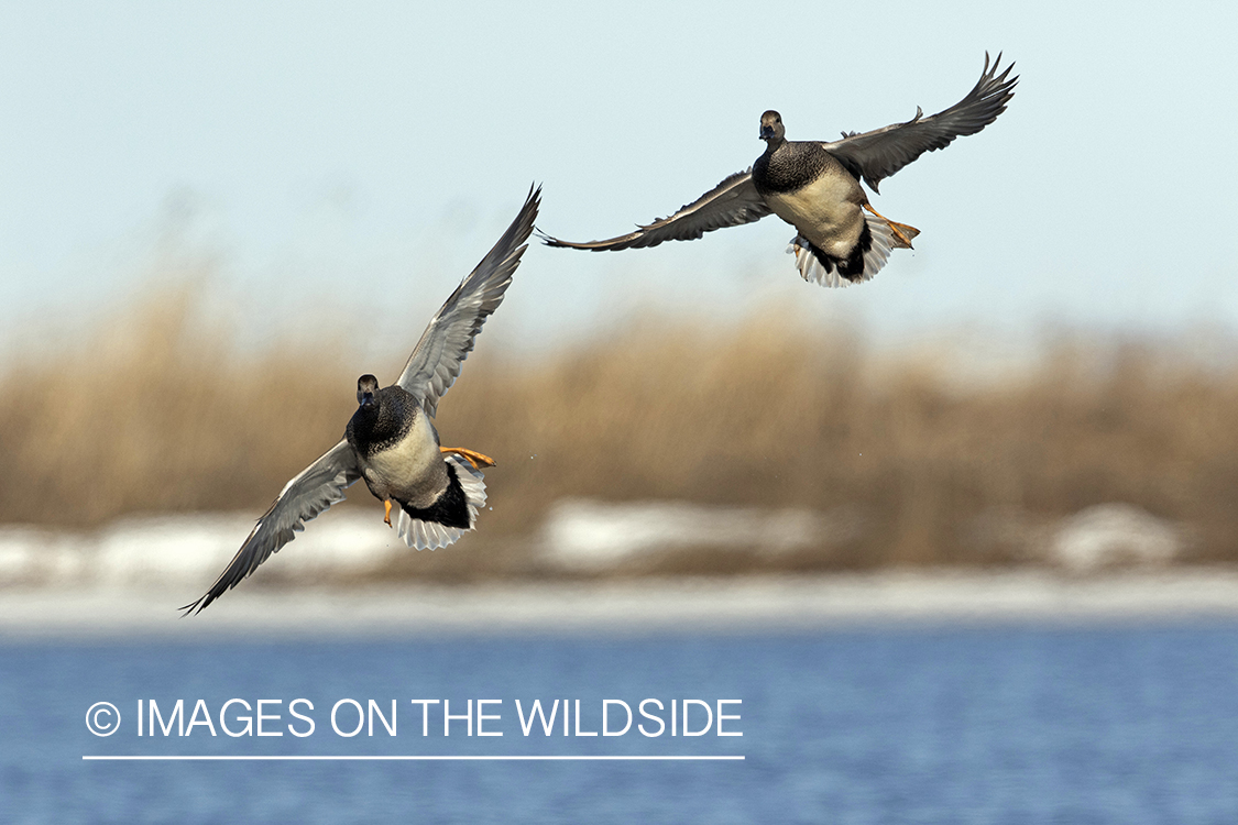 Gadwall drakes in flight.