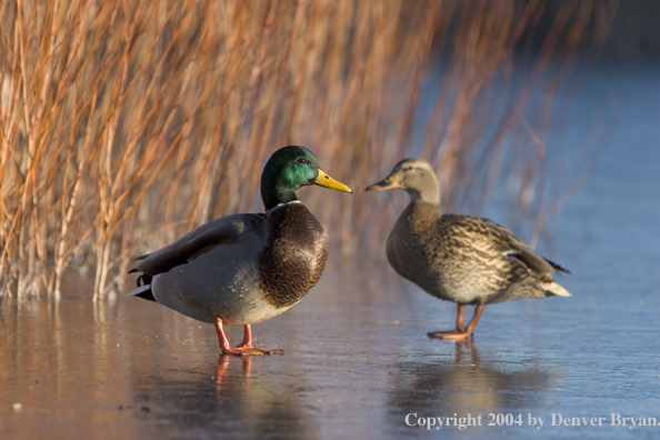 Mallards on ice.