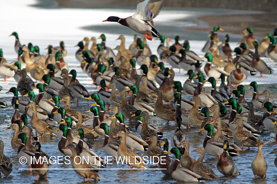 Flock of Mallards in winter habitat.