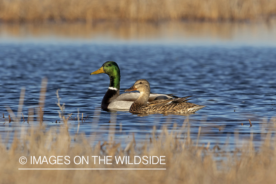 Mallard drake and hen on pond.