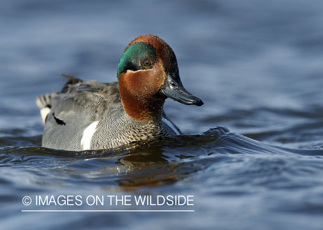 Green-winged Teal duck in habitat.