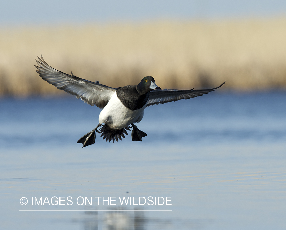 Lesser Scaup duck landing in habitat.