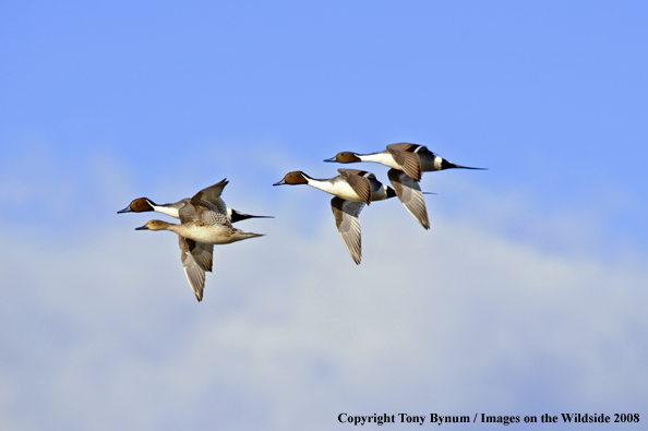 Pintails in habitat