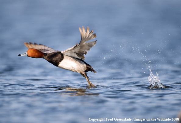 Redhead Duck in Flight 