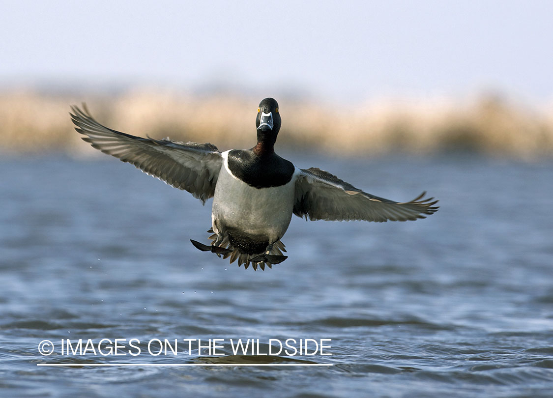 Ring-necked ducks in flight.