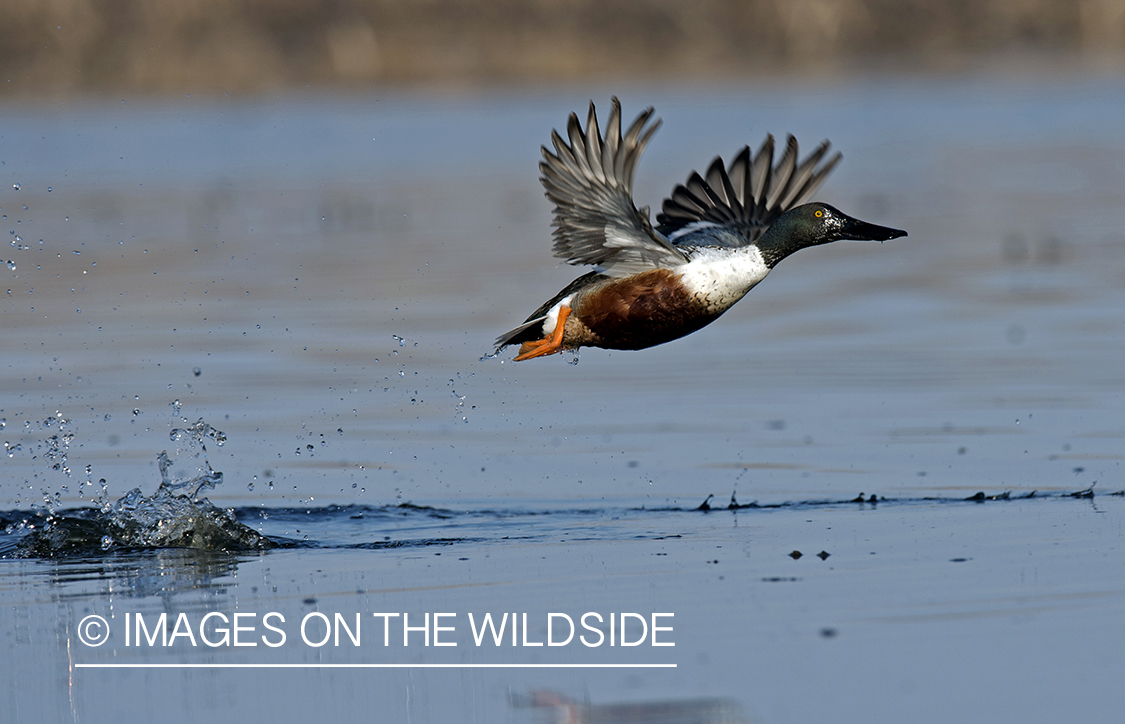 Shoveler duck taking flight.