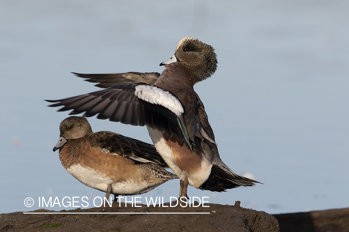 Wigeon on bank.