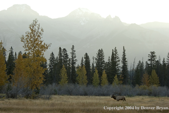 Rocky Mountain bull elk in habitat.