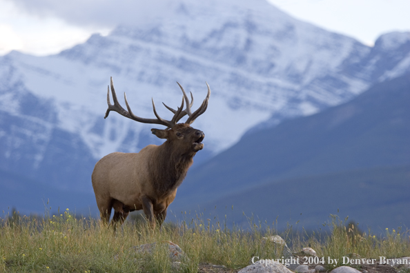 Rocky Mountain bull elk bugling.