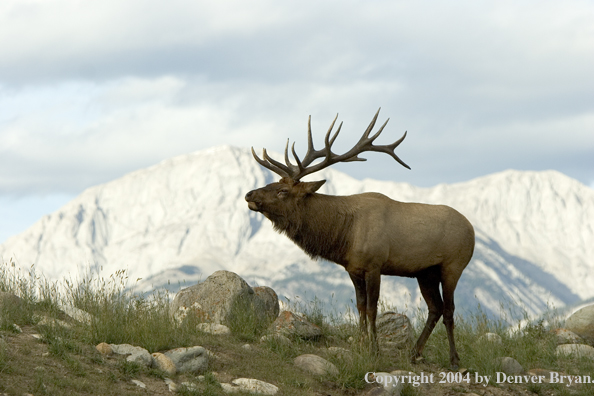 Rocky Mountain bull elk in habitat.