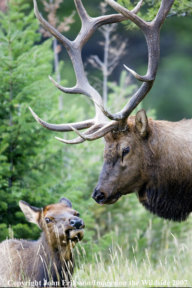 Elk in habitat