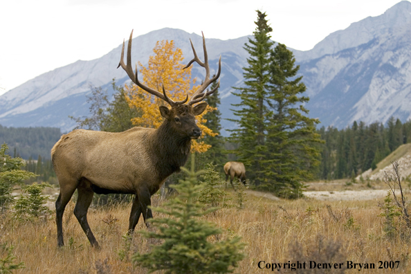 Rocky Mountain Elk bedded down