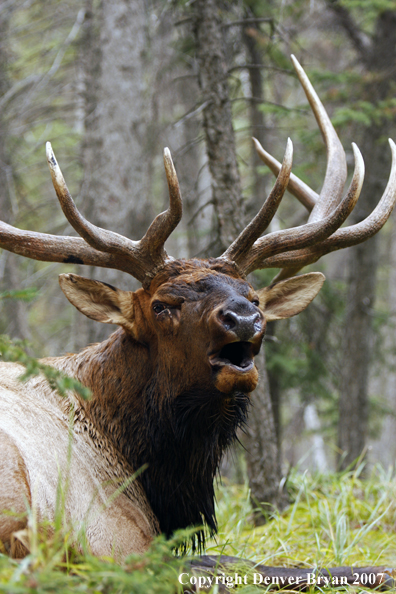 Rocky Mountain Elk bedded down