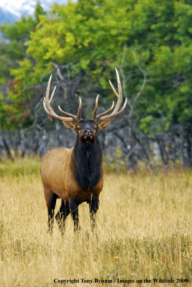 Rocky Mountain Elk in habitat