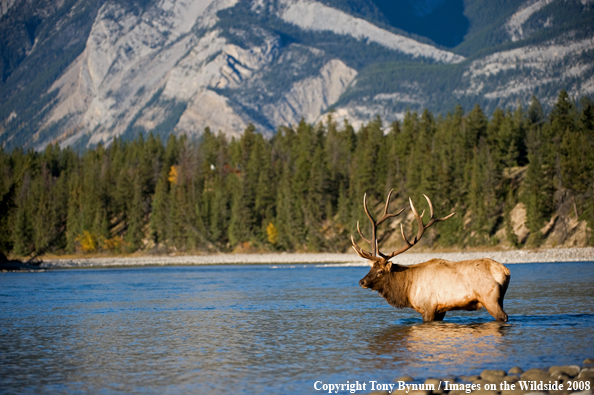 Bull Elk in water