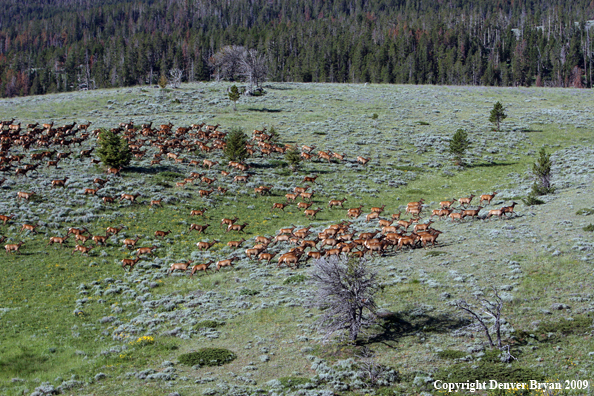 Rocky Mountain Elk in habitat