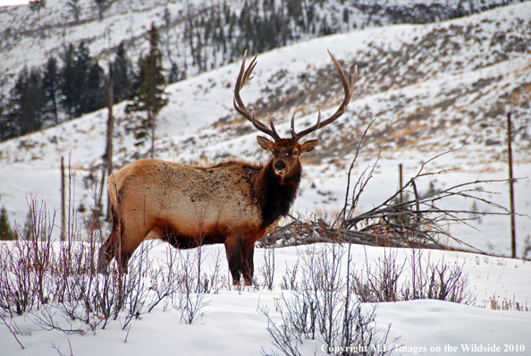 Rocky Mountain Bull Elk in habitat. 