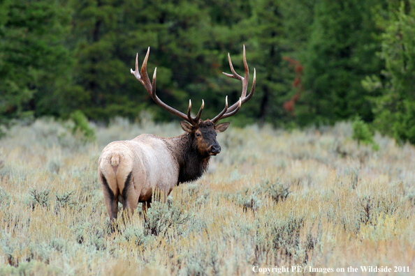 Rocky Mountain elk in habitat. 