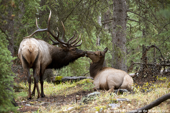 Rocky Mountain bull elk with cow. 