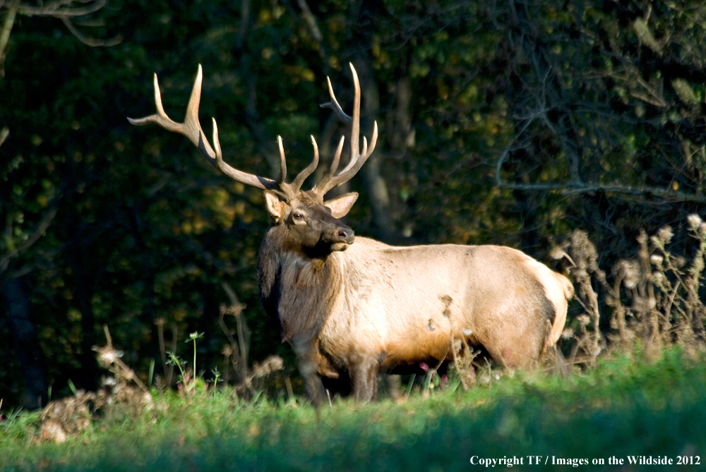 Rock Mountain Elk in habitat. 