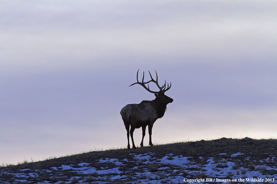 Rocky Moutain Elk in habitat.