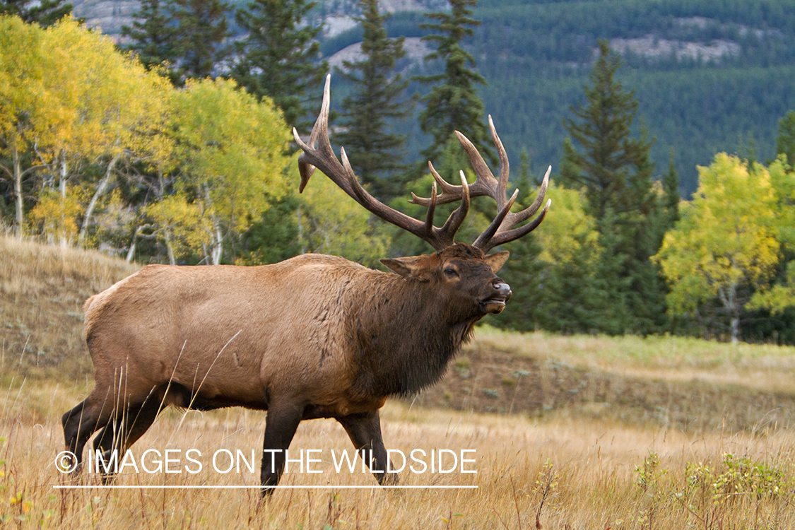 Rocky Mountain Bulll Elk in threating display during the rut.