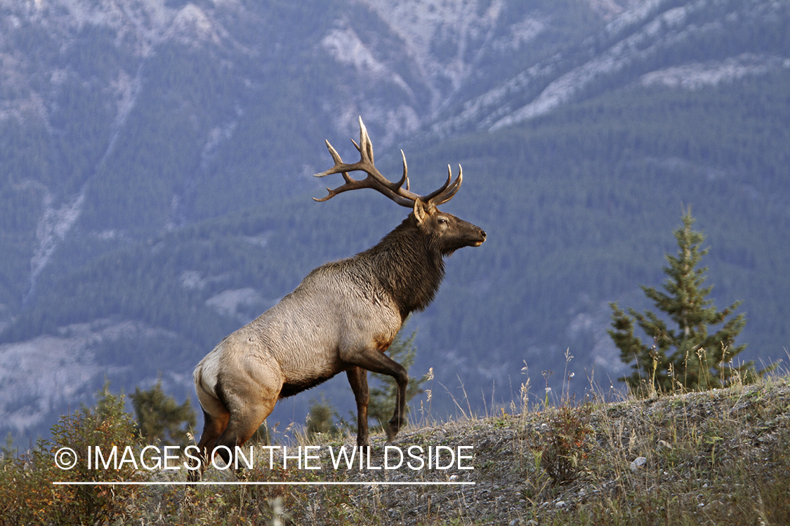 Rocky Mountain Bull Elk in habitat.